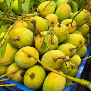 সুইট কাটিমন আম - 20kg