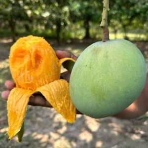 গোবিন্দভোগ আম - 11kg