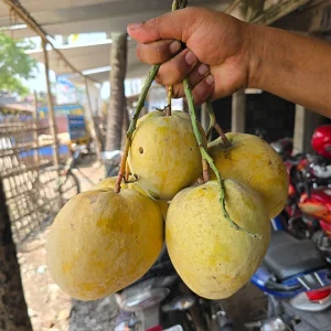গৌড়মতি আম